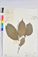 山地五月茶藏品圖，第1張