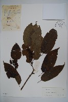 朱紅水木藏品圖，第1張