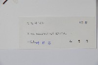 朱紅水木藏品圖，第2張