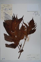 冇骨消藏品圖，第1張