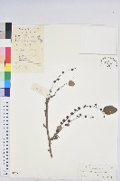 龍眼睛藏品圖，第1張