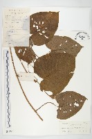 頭花銀背藤藏品圖，第1張