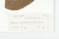 頭花銀背藤藏品圖，第3張