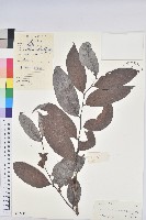 登錄號:S042291藏品圖，第1張