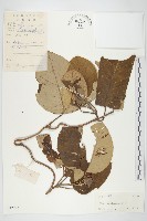 東京銀背藤藏品圖，第1張