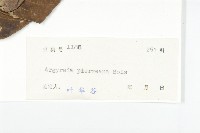 東京銀背藤藏品圖，第3張