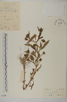 狼把草藏品圖，第1張