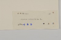 狼把草藏品圖，第3張