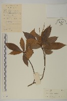 江南山柳藏品圖，第1張