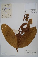 六萼藤藏品圖，第1張