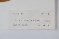 六萼藤藏品圖，第2張