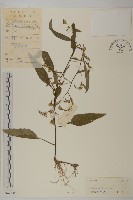 細川氏天名精藏品圖，第1張