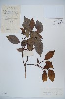 高山莢迷藏品圖，第1張