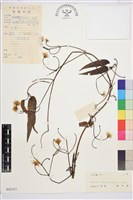 山木通藏品圖，第1張