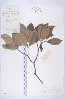 尖葉四照花藏品圖，第1張