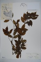 密毛假黃楊藏品圖，第1張