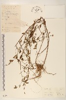 雞兒腸藏品圖，第1張