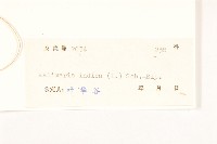 雞兒腸藏品圖，第3張