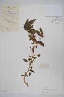 刺莧藏品圖，第1張