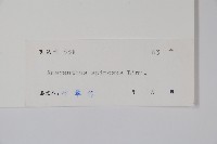 刺莧藏品圖，第2張