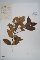 海南香花藤藏品圖，第1張