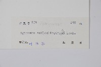 海南香花藤藏品圖，第2張