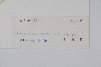 蓮子草藏品圖，第2張