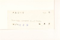 一枝香藏品圖，第3張