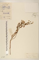 白頂飛蓬藏品圖，第1張