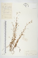 土丁桂藏品圖，第1張