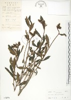 長萼野百合藏品圖，第1張