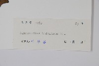 牛膝藏品圖，第2張