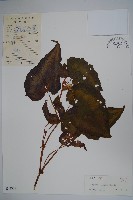 花葉秋海棠藏品圖，第1張