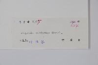 花葉秋海棠藏品圖，第2張