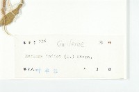 葶藶藏品圖，第3張