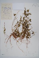 孩兒草藏品圖，第1張