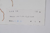 孩兒草藏品圖，第2張