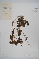 蔓雞冠、絹毛莧藏品圖，第1張