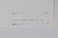 蔓雞冠、絹毛莧藏品圖，第2張