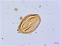 莔麻葉捕魚木、散麻樹藏品圖，第2張