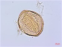 莔麻葉捕魚木、散麻樹藏品圖，第3張