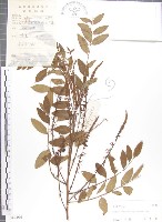 尖葉木藍藏品圖，第1張