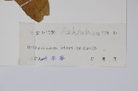 心葉醉魂藤藏品圖，第2張