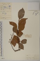 過山楓藏品圖，第1張