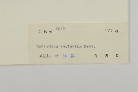 過山楓藏品圖，第3張