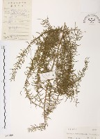 天門冬藏品圖，第1張