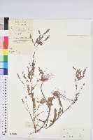 葉下珠、珠仔草藏品圖，第1張