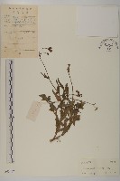 紫背草藏品圖，第1張