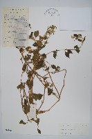 蔓雞冠、絹毛莧藏品圖，第1張