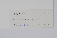 蔓雞冠、絹毛莧藏品圖，第2張